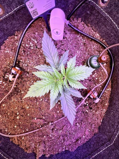 Slush Mint Cake & Skywalker Haze. Week 4 - Skywalker Haze