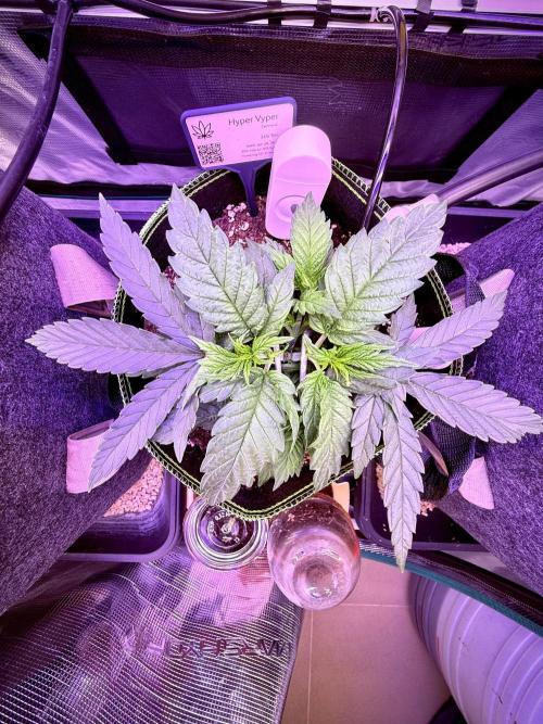 Slush Mint Cake & Skywalker Haze. Week 4 - Hyper Vyper