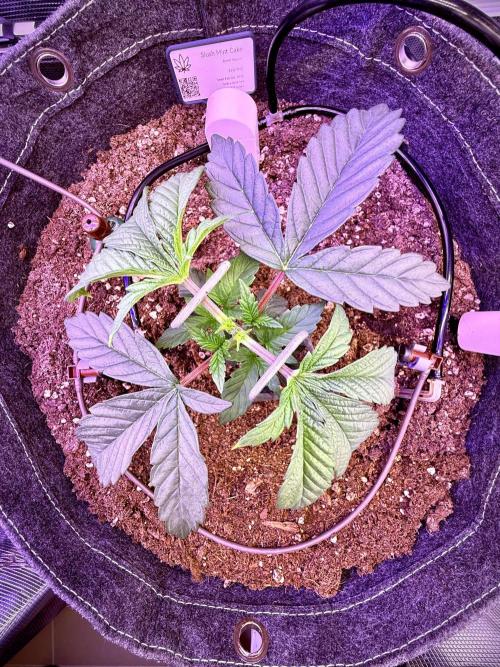 Slush Mint Cake & Skywalker Haze. Week 4 - Slush Mint Cake