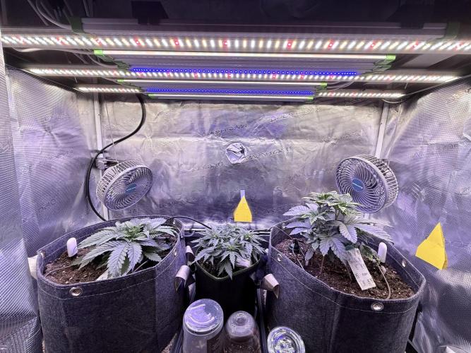 Slush Mint Cake & Skywalker Haze. Week 6 - The gang