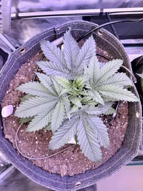 Slush Mint Cake & Skywalker Haze. Week 6 - Skywalker Haze