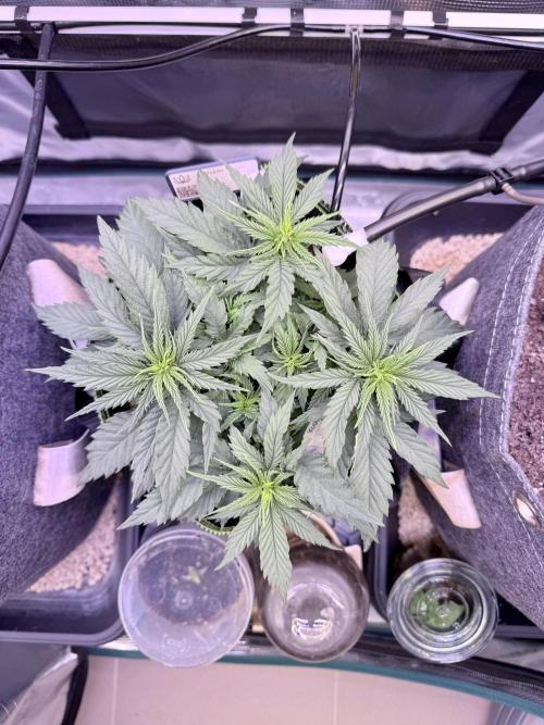 Slush Mint Cake & Skywalker Haze. Week 6 - Hyper Vyper