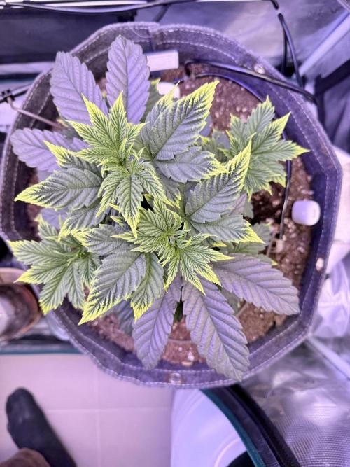 Slush Mint Cake & Skywalker Haze. Week 6 - Slush Mint Cake - showing signs of overfeeding
