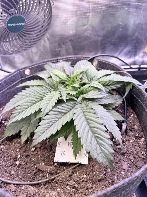 Slush Mint Cake & Skywalker Haze. Week 6 - Skywalker Haze