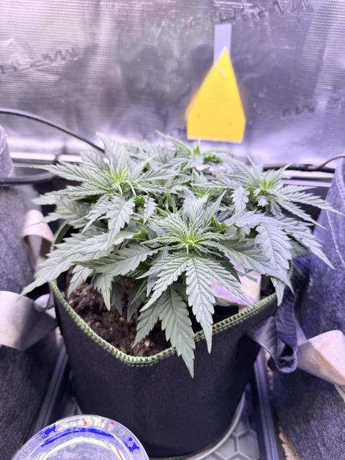 Slush Mint Cake & Skywalker Haze. Week 6 - Hyper Vyper