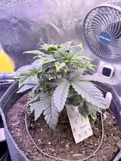 Slush Mint Cake & Skywalker Haze. Week 6 - Slush Mint Cake