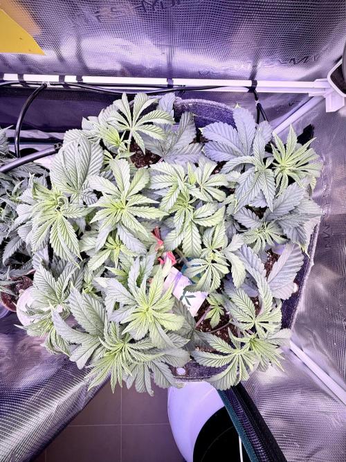 Slush Mint Cake & Skywalker Haze. Week 7 - Slush Mint Cake, Day 43