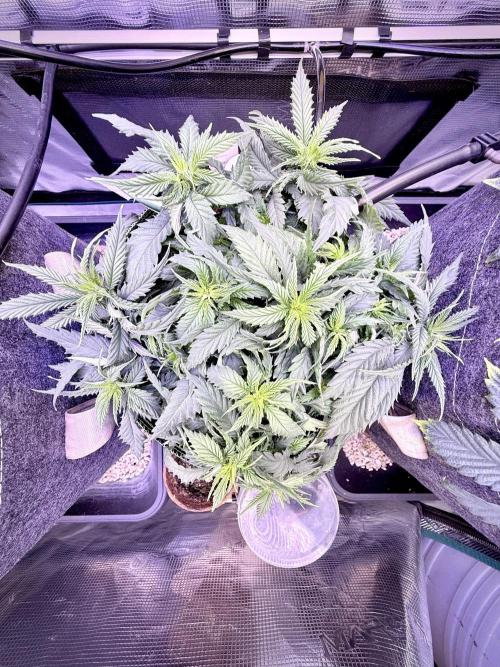 Slush Mint Cake & Skywalker Haze. Week 7 - Hyper Vyper, Day 54
