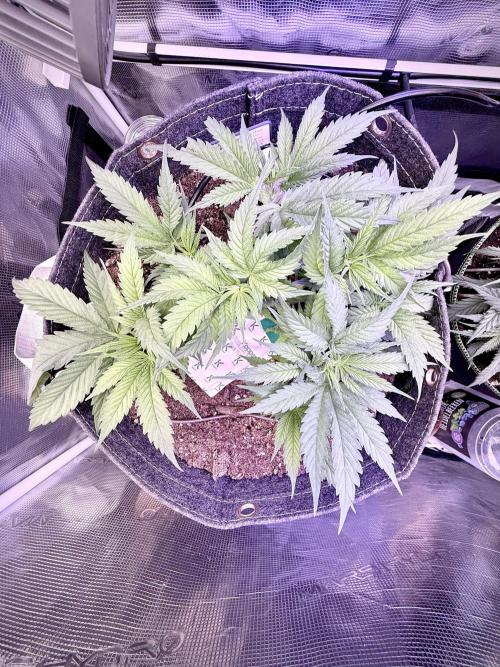 Slush Mint Cake & Skywalker Haze. Week 7 - Skywalker Haze, Day 36