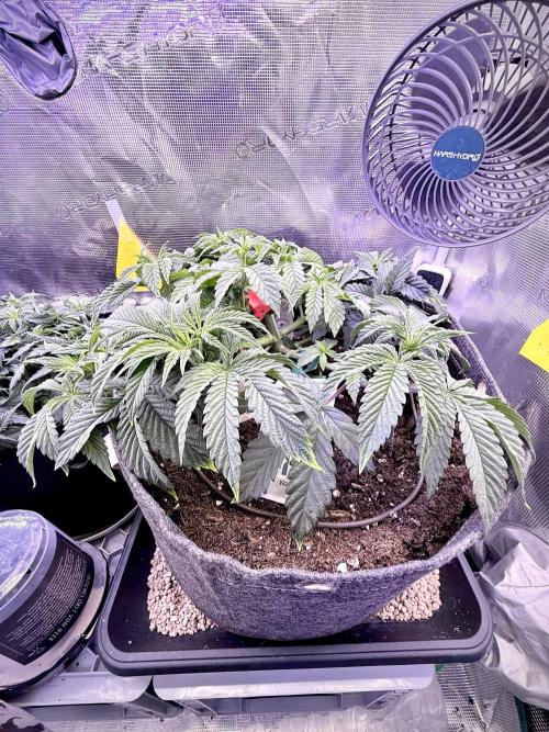 Slush Mint Cake & Skywalker Haze. Week 7 - Slush Mint Cake, Day 43