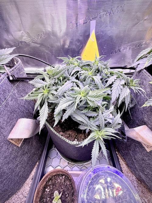 Slush Mint Cake & Skywalker Haze. Week 7 - Hyper Vyper, Day 54
