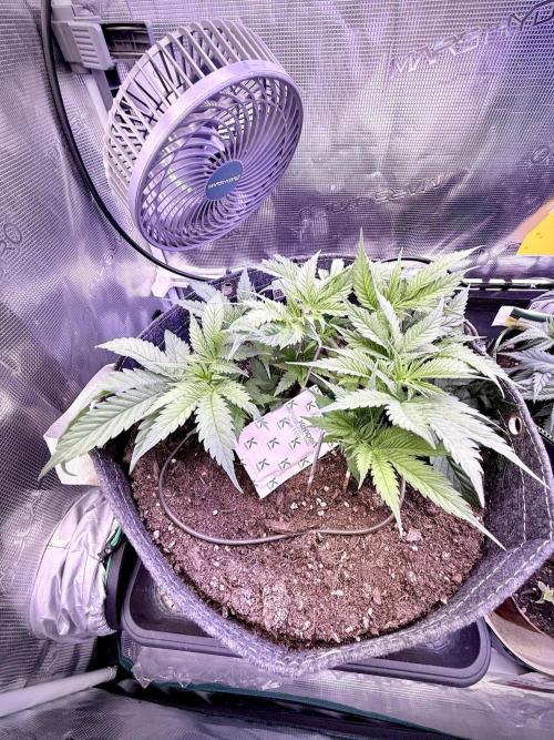 Slush Mint Cake & Skywalker Haze. Week 7 - Skywalker Haze, Day 36