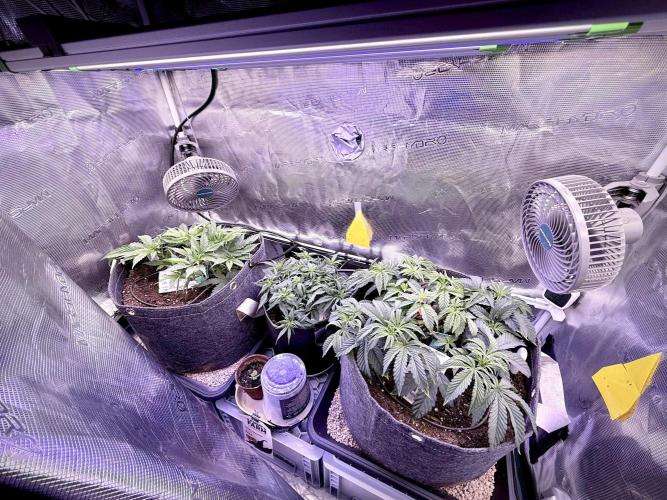 Slush Mint Cake & Skywalker Haze. Week 7 - Family Photo
ltr: Skywalker Haze, Hyper Vyper, Slush Mint Cake
