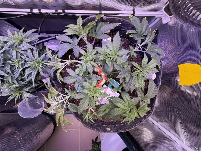 Slush Mint Cake & Skywalker Haze. Week 7 - Slush Mint Cake, Day 40