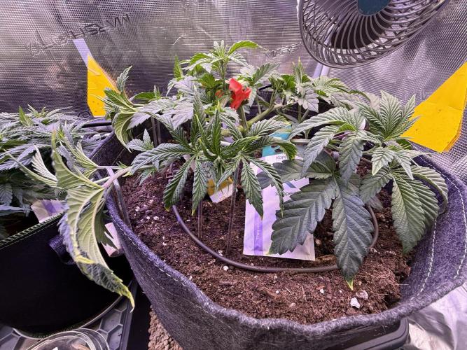 Slush Mint Cake & Skywalker Haze. Week 7 - Slush Mint Cake, Day 40