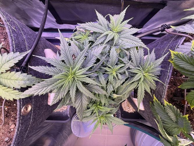Slush Mint Cake & Skywalker Haze. Week 7 - Hyper Vyper, Day 51