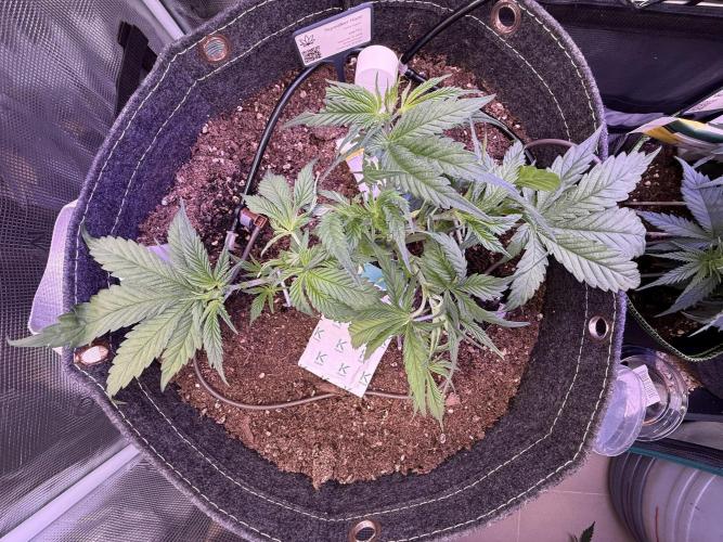 Slush Mint Cake & Skywalker Haze. Week 7 - Skywalker Haze, Day 33