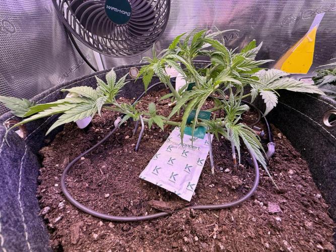 Slush Mint Cake & Skywalker Haze. Week 7 - Skywalker Haze, Day 33
