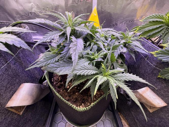 Slush Mint Cake & Skywalker Haze. Week 7 - Hyper Vyper, Day 51
