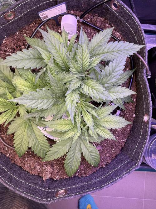 Slush Mint Cake & Skywalker Haze. Week 7 - Skywalker Haze, Day 31