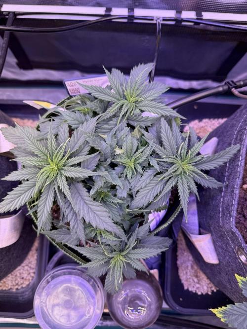 Slush Mint Cake & Skywalker Haze. Week 7 - Hyper Vyper, Day 49