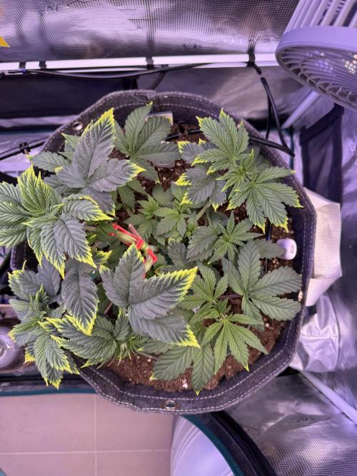Slush Mint Cake & Skywalker Haze. Week 7 - Slush Mint Cake, Day 38