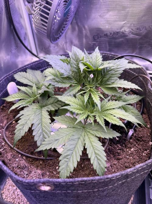 Slush Mint Cake & Skywalker Haze. Week 7 - Skywalker Haze, Day 31