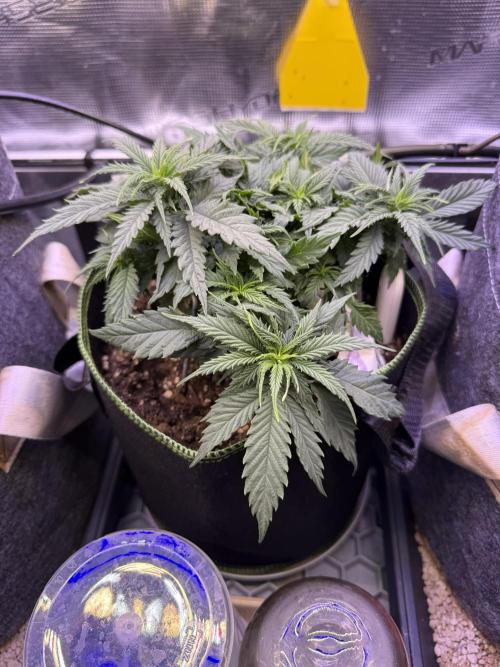 Slush Mint Cake & Skywalker Haze. Week 7 - Hyper Vyper, Day 49