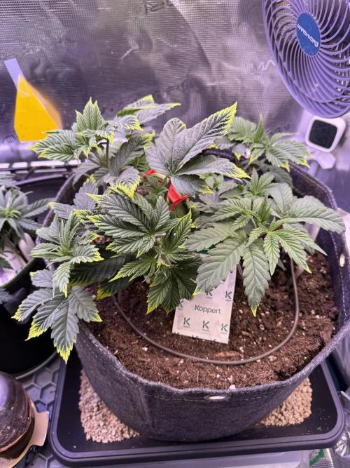 Slush Mint Cake & Skywalker Haze. Week 7 - Slush Mint Cake, Day 38