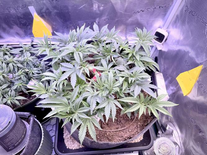 Slush Mint Cake & Skywalker Haze. Week 8 - Slush Mint Cake, Day 52