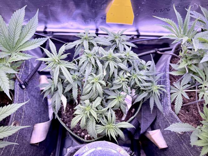 Slush Mint Cake & Skywalker Haze. Week 8 - Hyper Vyper, Day 63