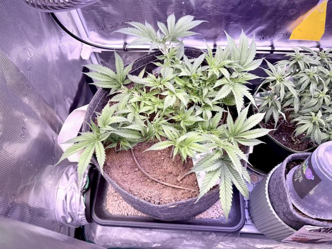 Slush Mint Cake & Skywalker Haze. Week 8 - Skywalker Haze, Day 45