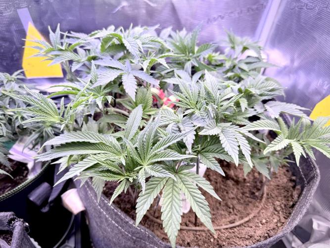 Slush Mint Cake & Skywalker Haze. Week 8 - Slush Mint Cake, Day 52