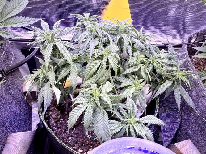 Slush Mint Cake & Skywalker Haze. Week 8 - Hyper Vyper, Day 63