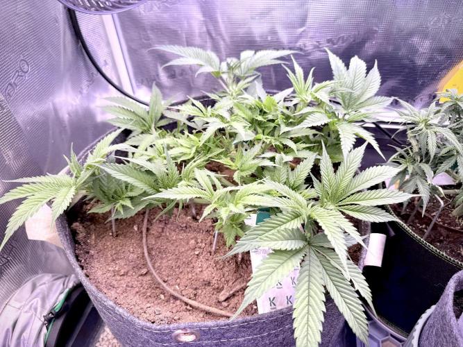 Slush Mint Cake & Skywalker Haze. Week 8 - Skywalker Haze, Day 45