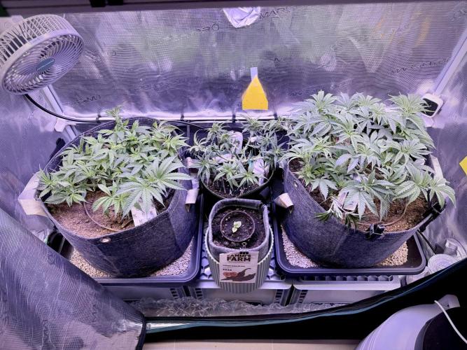 Slush Mint Cake & Skywalker Haze. Week 8 - Family Photo