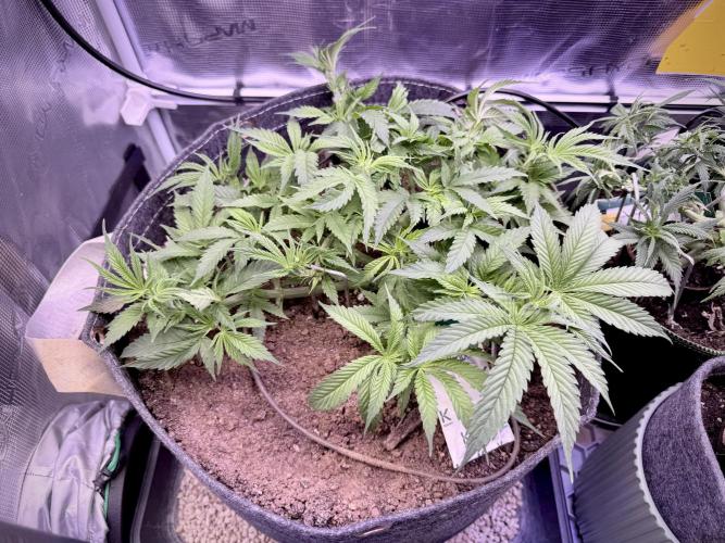 Slush Mint Cake & Skywalker Haze. Week 8 - Skywalker Haze, Day 45