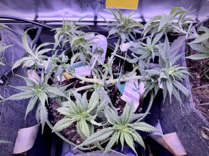 Slush Mint Cake & Skywalker Haze. Week 8 - Hyper Vyper, Day 63
