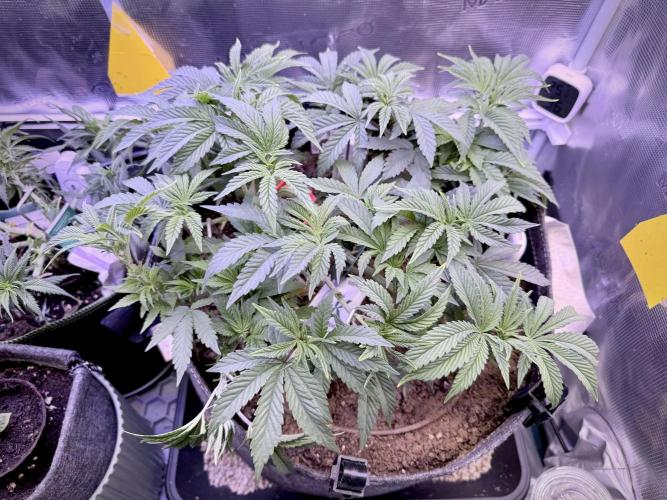 Slush Mint Cake & Skywalker Haze. Week 8 - Slush Mint Cake, Day 52