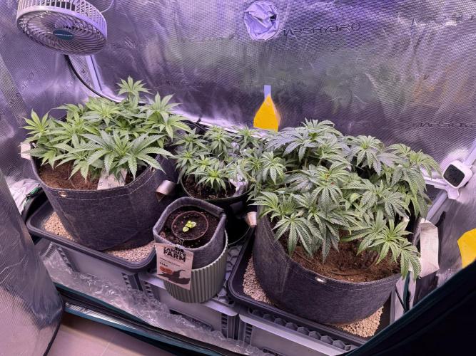 Slush Mint Cake & Skywalker Haze. Week 9 - Last days of veg -2