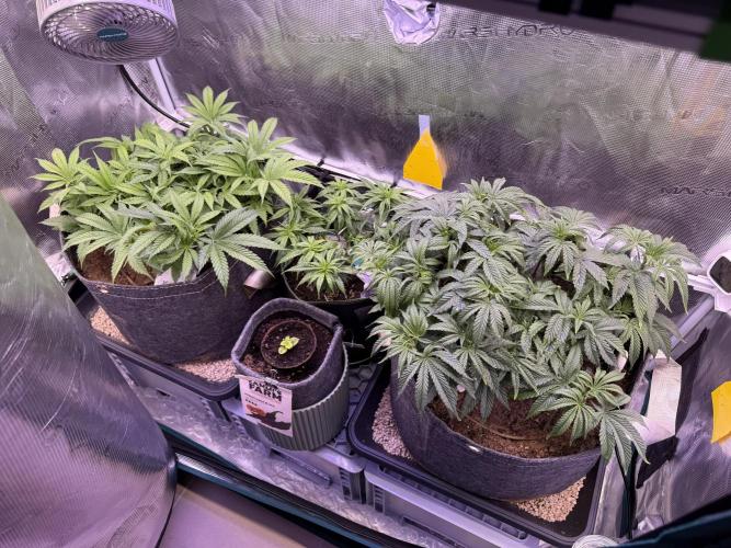 Slush Mint Cake & Skywalker Haze. Week 9 - Last days of veg -1