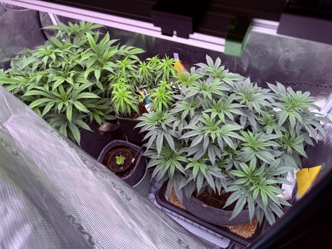 Slush Mint Cake & Skywalker Haze. Week 9 - Flowering initiated - tent is on 12/12 now