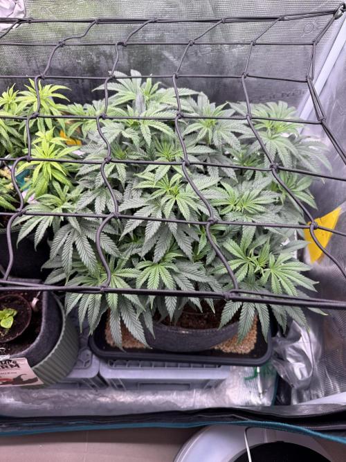 Slush Mint Cake & Skywalker Haze. Week 9 - Slush Mint Cake 