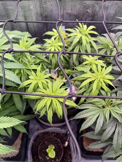 Slush Mint Cake & Skywalker Haze. Week 9 - Hyper Vyper