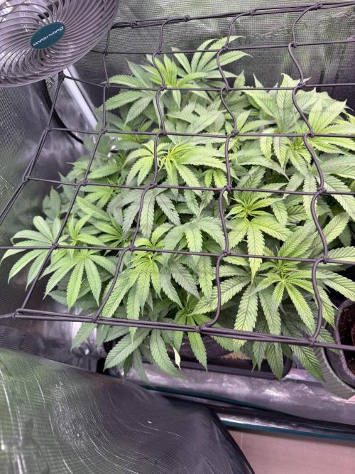 Slush Mint Cake & Skywalker Haze. Week 9 - Skywalker Haze