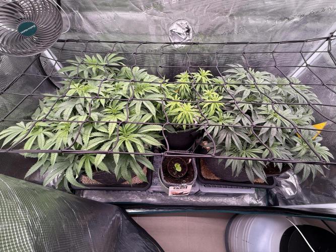 Slush Mint Cake & Skywalker Haze. Week 9 - Family picture with scrog net