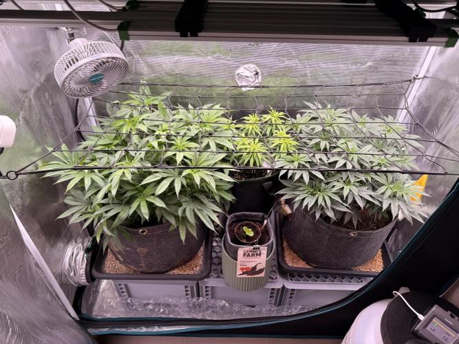 Slush Mint Cake & Skywalker Haze. Week 10 - SH Day 61