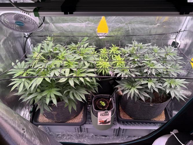 Slush Mint Cake & Skywalker Haze. Week 10 - SH Day 62