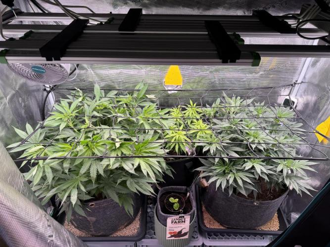Slush Mint Cake & Skywalker Haze. Week 10 - SH Day 63