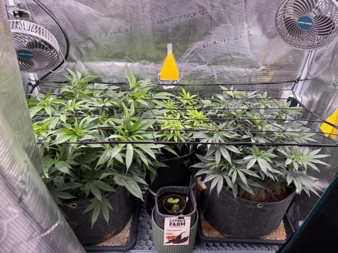 Slush Mint Cake & Skywalker Haze. Week 10 - SH Day 64